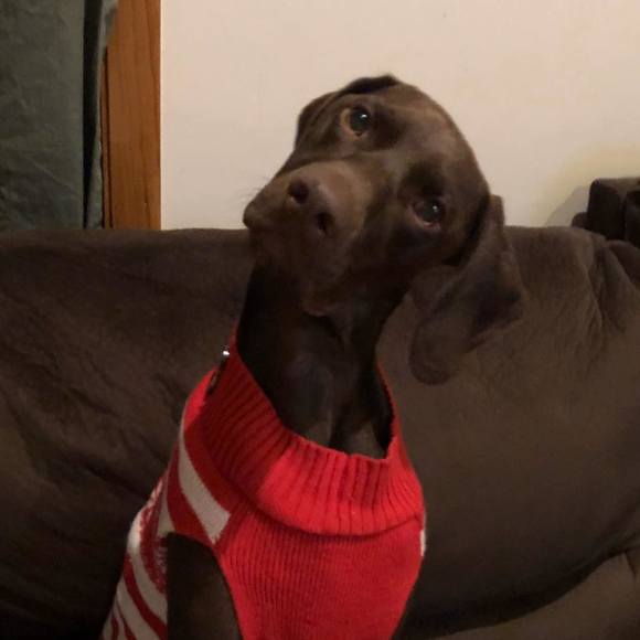 Meet your Posher, Gina - Picture 1 of 1